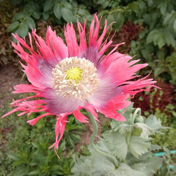 cherisgardens